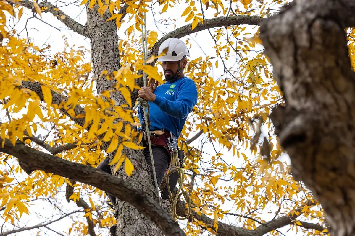 Skilled Tree Trimming crew working in Franklin